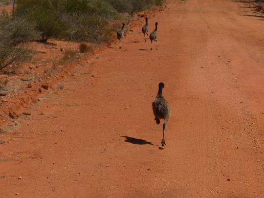 little Emus on track